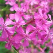 ヒメ日記 2025/01/05 10:51 投稿 山本由花莉 大阪人妻花壇