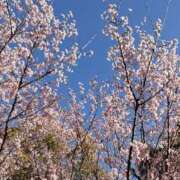 ヒメ日記 2026/03/14 19:34 投稿 新村秋穂 大阪人妻花壇