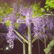 ヒメ日記 2025/04/16 10:03 投稿 すみれ みやこ