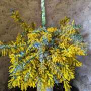 ヒメ日記 2025/04/26 10:29 投稿 すみれ みやこ