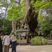 すみれ 来宮神社に行って来ました✌️ みやこ