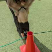 すみれ 来宮神社⛩️のさる廻し田ちゃん🐵 みやこ