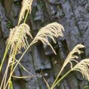 ヒメ日記 2025/12/02 22:05 投稿 間宮 熟女待機所 厚木店