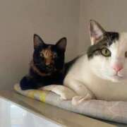 ヒメ日記 2025/07/28 02:50 投稿 えれな 風俗の神様　浜松店