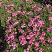 ヒメ日記 2025/01/14 11:54 投稿 東雲千颯 札幌ソフィア