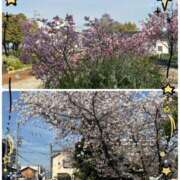 あかり お花見！ 奴隷コレクション梅田店