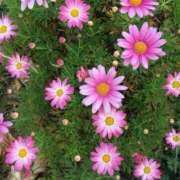 ヒメ日記 2025/09/14 10:05 投稿 よしこ 大阪堺人妻援護会