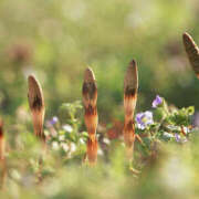 ヒメ日記 2026/01/28 13:30 投稿 あきほ 大阪堺人妻援護会