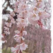 ヒメ日記 2025/03/29 15:41 投稿 えりか（Mドグマ） 妄想M男キラーエムドグマ・Sドグマ