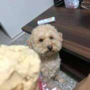 ヒメ日記 2025/08/12 17:12 投稿 よかぜ 京都BOOK MARK（ブックマーク）