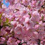 ヒメ日記 2025/03/10 10:05 投稿 ようこ 完熟ばなな川崎