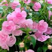 ヒメ日記 2025/03/17 07:37 投稿 ようこ 完熟ばなな川崎