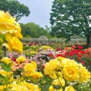 ヒメ日記 2025/05/19 14:00 投稿 ようこ 完熟ばなな川崎