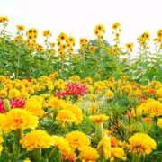 ヒメ日記 2025/07/17 08:00 投稿 ようこ 完熟ばなな川崎