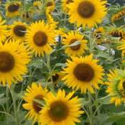 ヒメ日記 2025/07/28 10:47 投稿 ようこ 完熟ばなな川崎