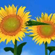 ヒメ日記 2025/08/07 09:55 投稿 ようこ 完熟ばなな川崎