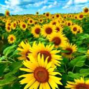 ヒメ日記 2025/08/25 09:20 投稿 ようこ 完熟ばなな川崎