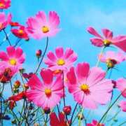 ヒメ日記 2025/09/09 12:02 投稿 ようこ 完熟ばなな川崎