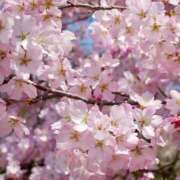 ヒメ日記 2026/04/01 11:38 投稿 ようこ 完熟ばなな川崎