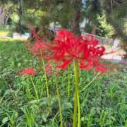 ヒメ日記 2025/09/26 17:00 投稿 ねい 熟女の風俗最終章 蒲田店