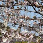 ヒメ日記 2026/03/29 22:40 投稿 ねい 熟女の風俗最終章 蒲田店