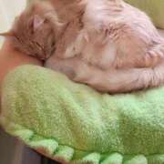 ヒメ日記 2025/04/24 18:22 投稿 りえ 僕らのぽっちゃリーノin野田