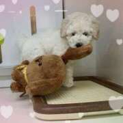 ヒメ日記 2025/01/28 09:04 投稿 かえで 小田原人妻城