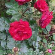 まどか 12-17 スイカ