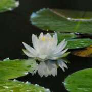 ヒメ日記 2024/12/06 15:07 投稿 フウ AMOUR（アムール）