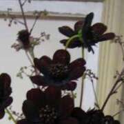 フウ あけおめ＆年始出勤🎍 AMOUR（アムール）