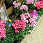 ヒメ日記 2024/12/15 14:14 投稿 ななせ 素人妻御奉仕倶楽部Hip's松戸店