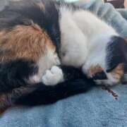 ヒメ日記 2025/02/19 18:18 投稿 ことは 鶯谷デリヘル倶楽部