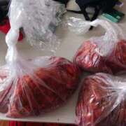 ヒメ日記 2025/04/03 14:46 投稿 ことは 鶯谷デリヘル倶楽部