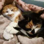 ヒメ日記 2026/03/12 21:12 投稿 ことは 鶯谷デリヘル倶楽部