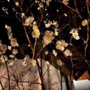 ヒメ日記 2025/03/11 13:16 投稿 るり ニュー不夜城