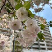 ヒメ日記 2025/04/09 07:46 投稿 るり ニュー不夜城