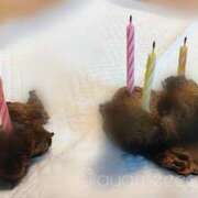 ヒメ日記 2025/08/19 23:45 投稿 あやめ 排泄マニア