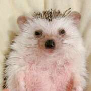 ヒメ日記 2025/09/30 23:45 投稿 あやめ 排泄マニア