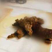 ヒメ日記 2025/11/19 23:45 投稿 あやめ 排泄マニア