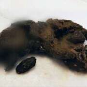 ヒメ日記 2026/02/07 23:45 投稿 あやめ 排泄マニア