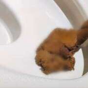 ヒメ日記 2026/04/05 23:45 投稿 あやめ 排泄マニア