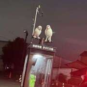 ヒメ日記 2025/10/11 10:44 投稿 東雲あゆみ 五十路マダム 浜松店(カサブランカグループ)