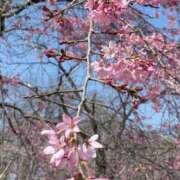 ヒメ日記 2026/04/01 09:40 投稿 東雲あゆみ 五十路マダム 浜松店(カサブランカグループ)