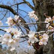 ヒメ日記 2026/04/04 11:10 投稿 東雲あゆみ 五十路マダム 浜松店(カサブランカグループ)