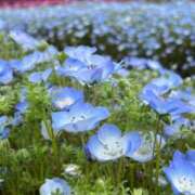 ヒメ日記 2026/05/16 11:32 投稿 東雲あゆみ 五十路マダム 浜松店(カサブランカグループ)
