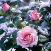 ヒメ日記 2025/02/09 12:27 投稿 ようこ 完熟ばなな 横浜