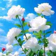 ヒメ日記 2025/02/11 10:01 投稿 ようこ 完熟ばなな 横浜