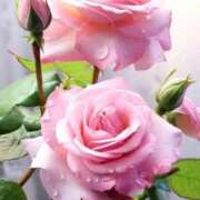 ヒメ日記 2025/02/23 12:37 投稿 ようこ 完熟ばなな 横浜