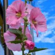 ヒメ日記 2025/06/05 10:10 投稿 ようこ 完熟ばなな 横浜