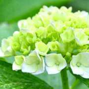 ヒメ日記 2025/06/16 07:30 投稿 ようこ 完熟ばなな 横浜